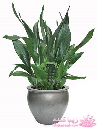 گیاهان آپارتمانی 